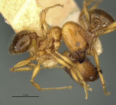 Pheidole funkikoensis Wheeler 1929 resmi