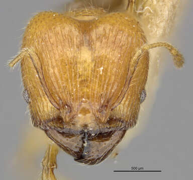 Pheidole funkikoensis Wheeler 1929 resmi