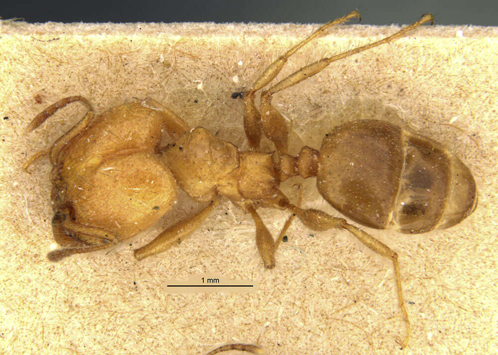 Image of Pheidole porcula Wheeler 1908