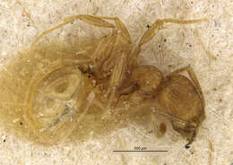 Image of Ant