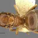 Image of Prolasius pallidus Clark 1934