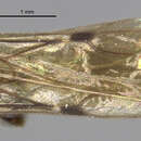Image of <i>Pseudisobrachium blomi</i>