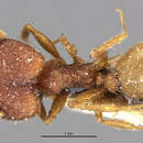 Image of Pheidole plagiaria palawanica Stitz 1925