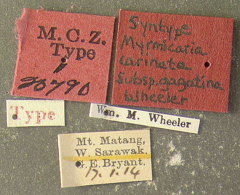 Image of Myrmicaria carinata gagatina Wheeler 1919