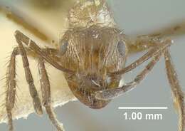 Image of Myrmicaria opaciventris congolensis Forel 1909