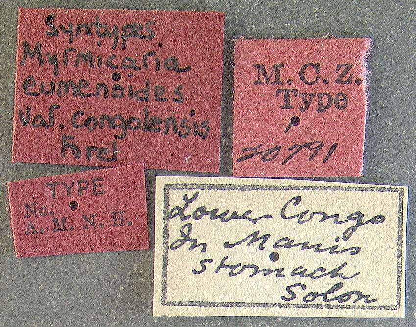 Image of Myrmicaria opaciventris congolensis Forel 1909