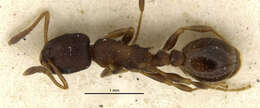 Imagem de Leptothorax muscorum (Nylander 1846)