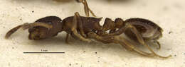 Image of Leptothorax muscorum (Nylander 1846)