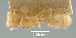 Pheidole colobopsis Mann 1916 resmi