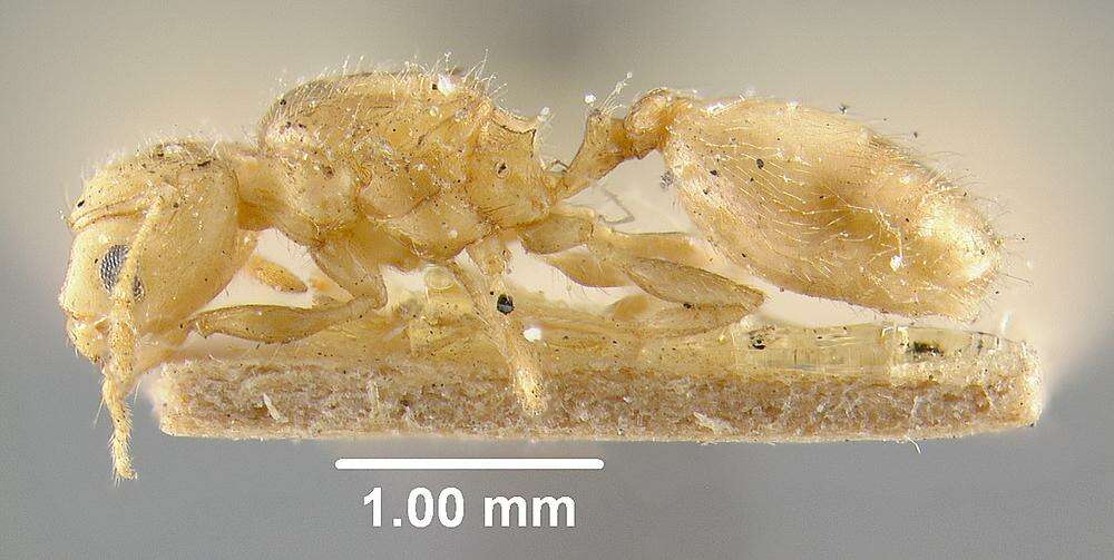 Pheidole colobopsis Mann 1916 resmi