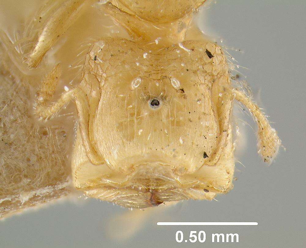 Pheidole colobopsis Mann 1916 resmi