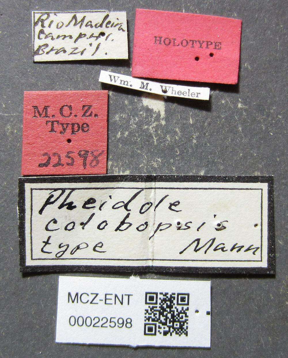 Image de Pheidole colobopsis Mann 1916