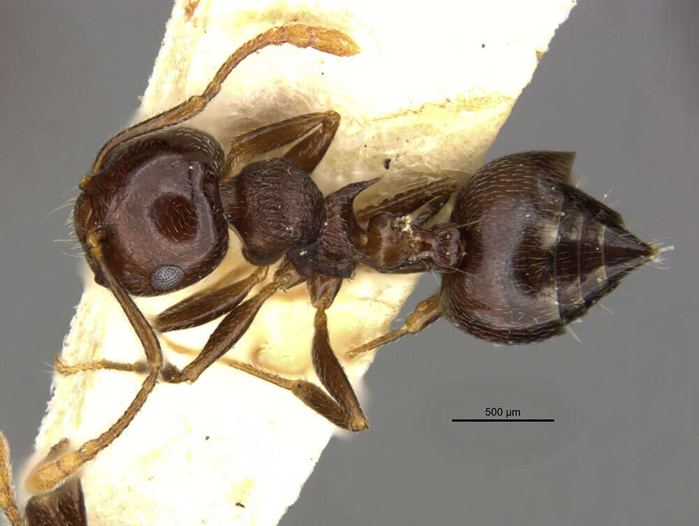 Image of Crematogaster sanguinea atavista Mann 1920