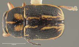 Image of Pachybrachis nigricornis (Say 1824)