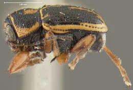 Image of Pachybrachis nigricornis (Say 1824)