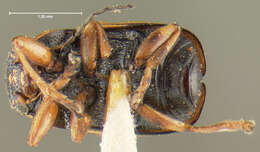 Image of Pachybrachis nigricornis (Say 1824)