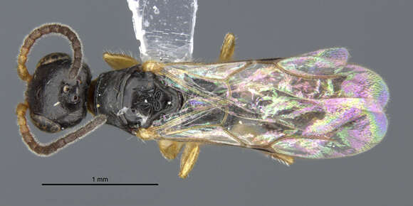 Image of <i>Bakeriella floridana</i> Evans 1964