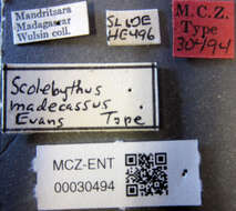 Image of Scolebythus madecassus Evans 1963