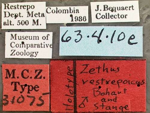 Zethus restrepoicus Bohart & Stange 1965的圖片