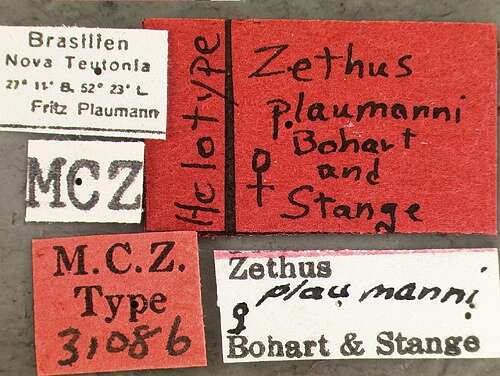 Image of Zethus plaumanni Bohart & Stange 1965