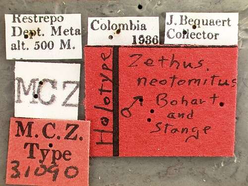 Zethus neotomitus Bohart & Stange 1965的圖片