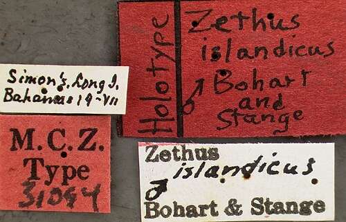 Image of Zethus islandicus Bohart & Stange 1965