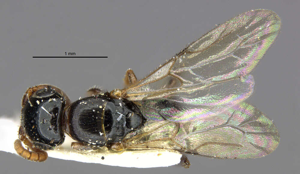 Image of bethylid wasps