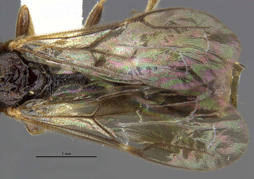 Image of bethylid wasps