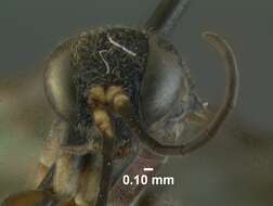 Image de Epipompilus tucumanus Evans 1967