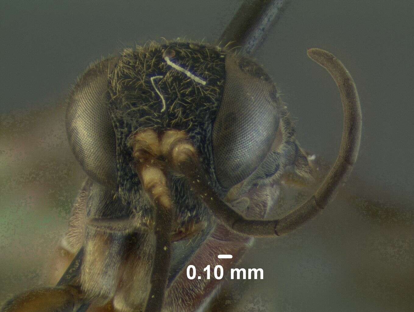 Image de Epipompilus tucumanus Evans 1967