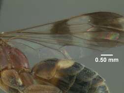 Image de Epipompilus tucumanus Evans 1967