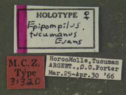 Image de Epipompilus tucumanus Evans 1967