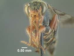 Image de Epipompilus jocosus Evans 1967