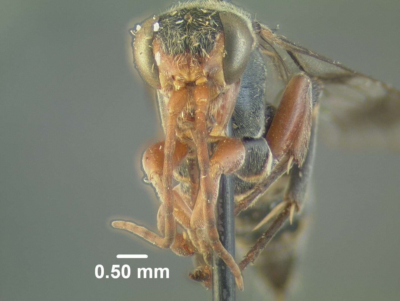 Image de Epipompilus jocosus Evans 1967