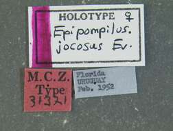 Image de Epipompilus jocosus Evans 1967