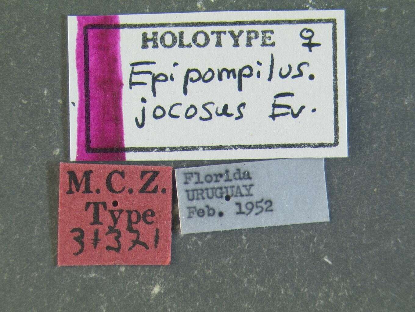 Image de Epipompilus jocosus Evans 1967