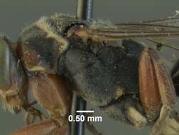 Image de Epipompilus jocosus Evans 1967