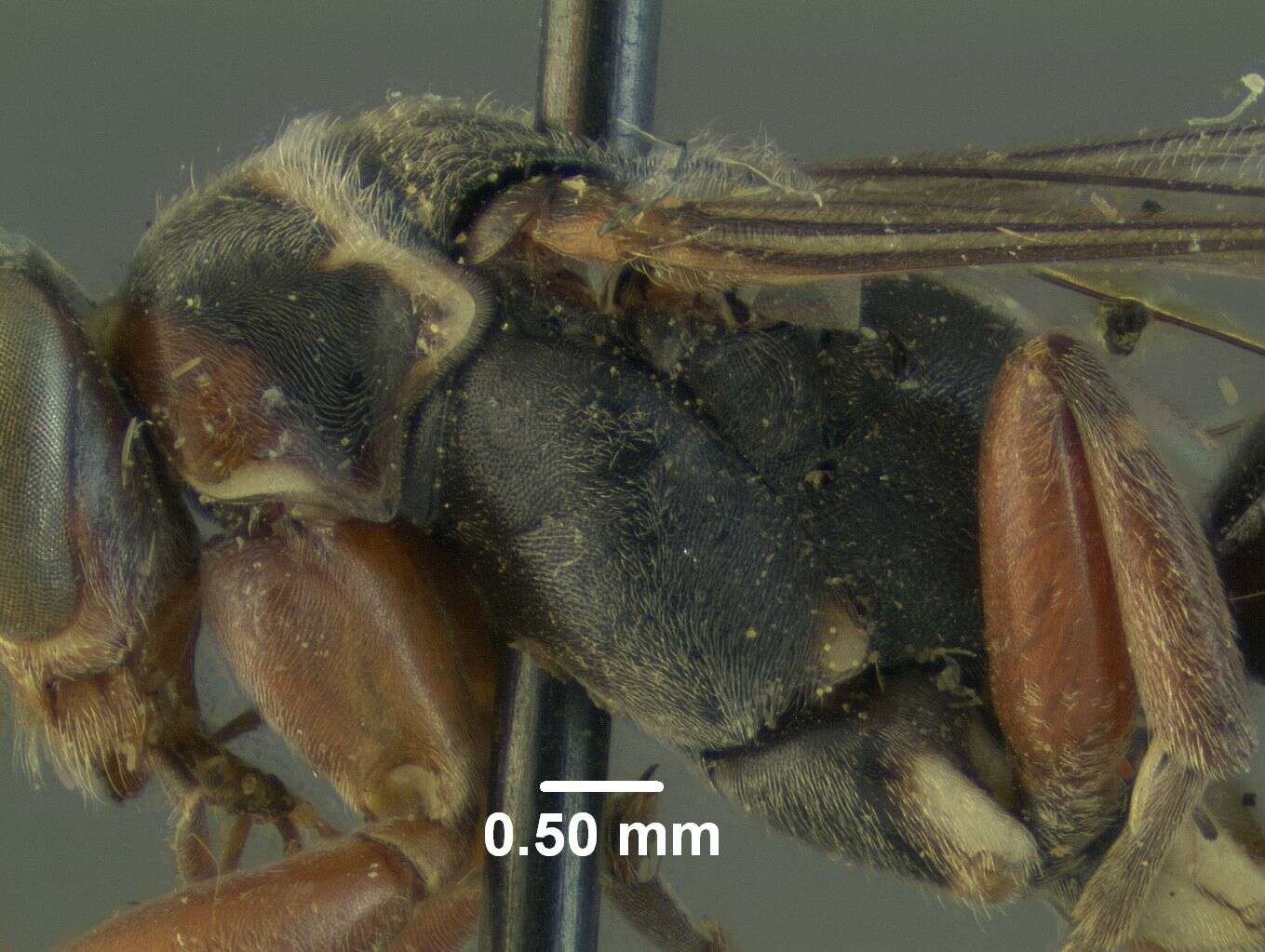 Image de Epipompilus jocosus Evans 1967