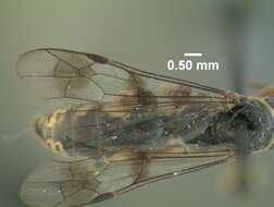 Image de Epipompilus jocosus Evans 1967