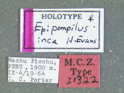 Image de Epipompilus inca Evans 1967