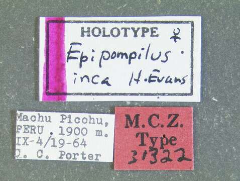 Image de Epipompilus inca Evans 1967