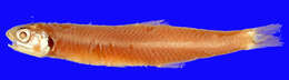 Image of Indian anchovy