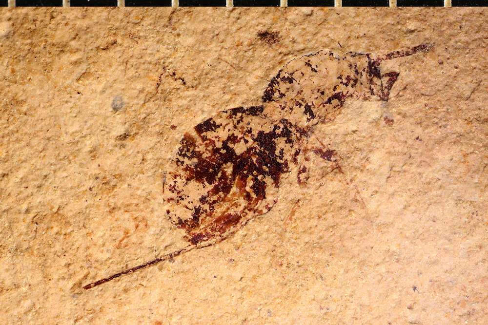 Image of Palaeotorymus typicus Brues 1910