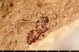 Image of Microgaster primordialis Brues 1906