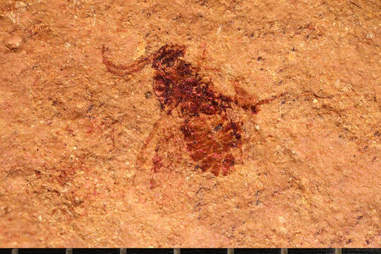 Image of Microgaster primordialis Brues 1906