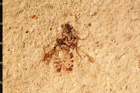 Image of Microgaster primordialis Brues 1906