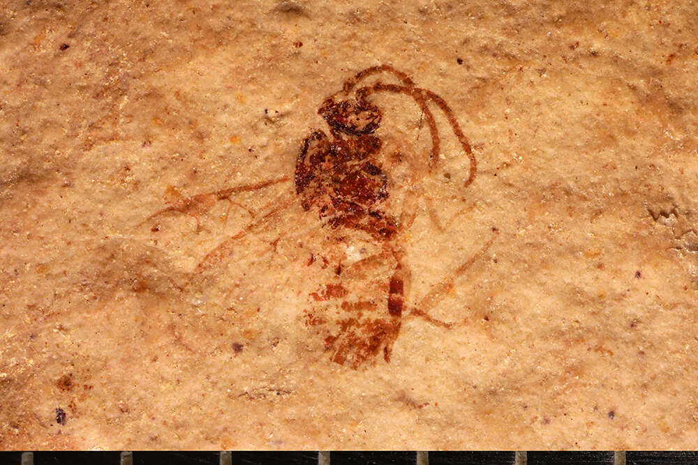 Imagem de Microgaster primordialis Brues 1906