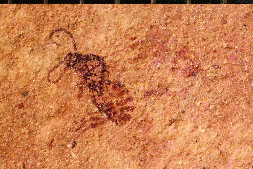 Image of Microgaster primordialis Brues 1906