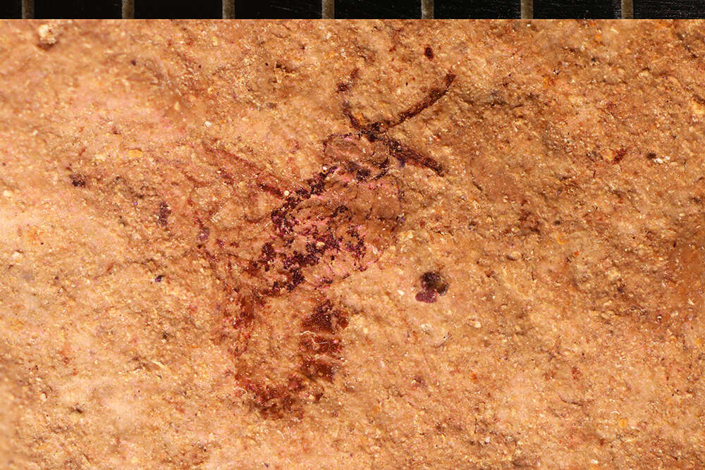 Image of Microgaster primordialis Brues 1906