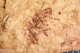 Image of Aphaenogaster mayri Carpenter 1930